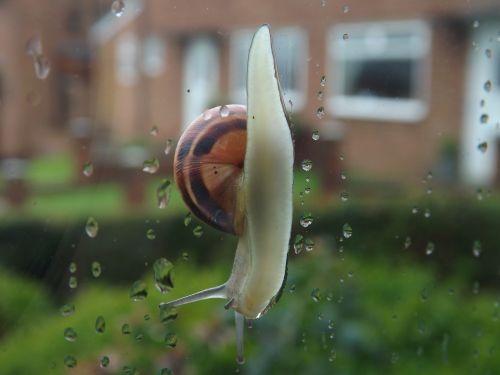 snail wet rain