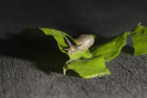 snail leaf wood