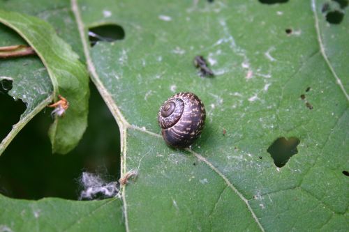 snail nature snail shell