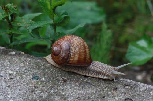 snail winniczek nature