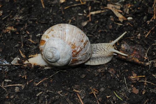 snail conch hermaphrodite