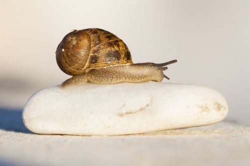 snail stone zoom