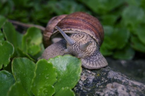 snail animal nature