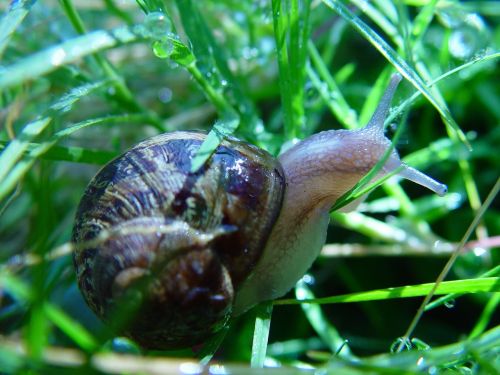 snail land macro