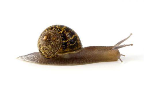 snail molluscs mollusk