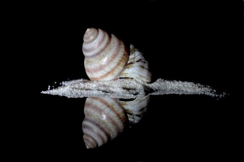 snail sea snail housing