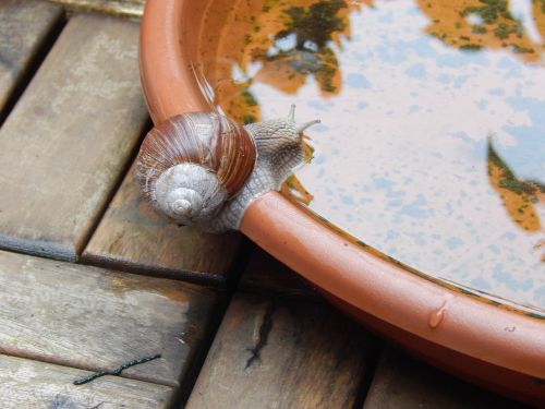 snail shell crawl