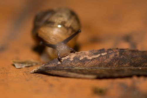 snail affix mollusc