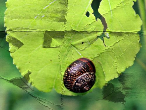snail leaf nature