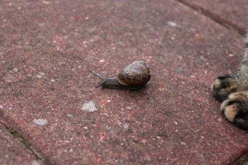 snail rain garden