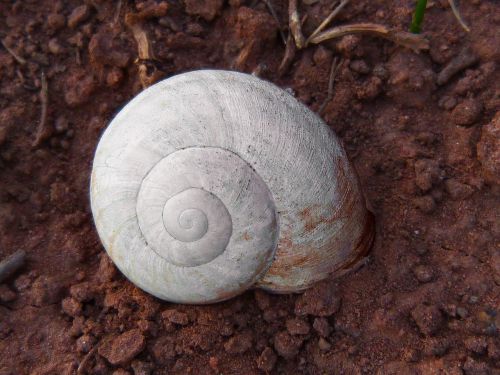 snail white spiral