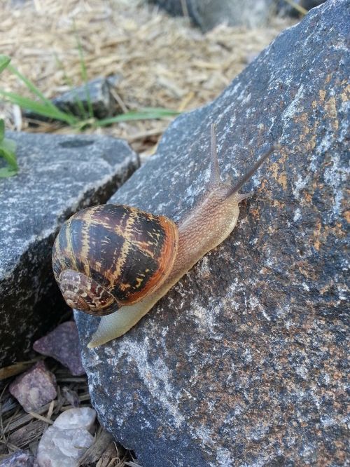 snail shell animal