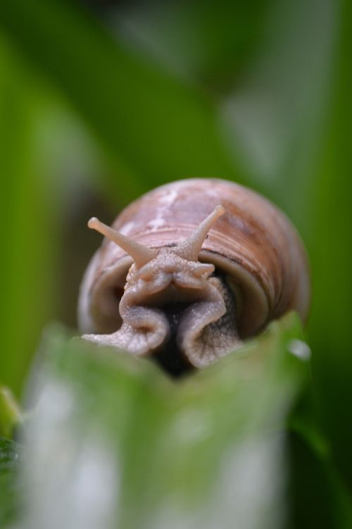 snail mollusk nature