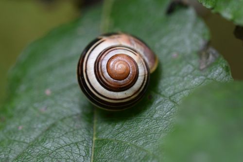 snail leaf green