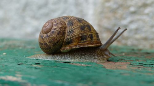 snail macro green