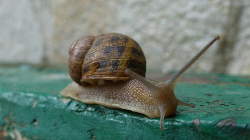 snail macro green