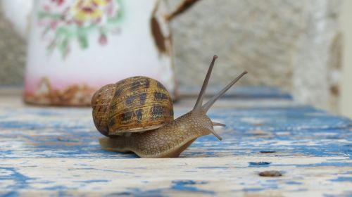 snail macro color