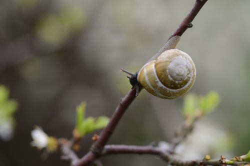 snail branch shell