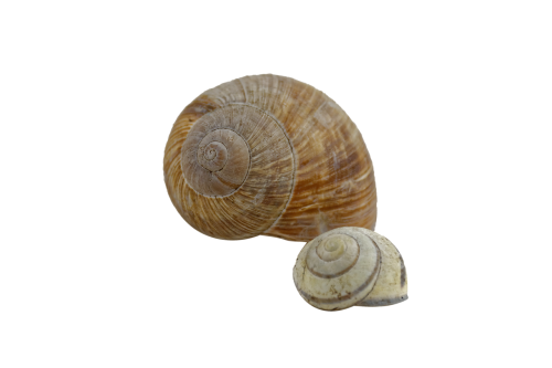 snail shell spiral