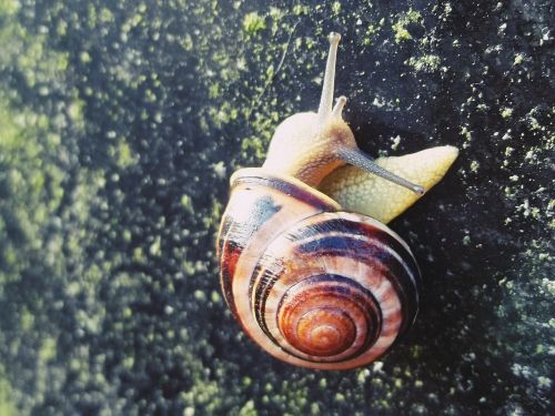 snail shell hide away