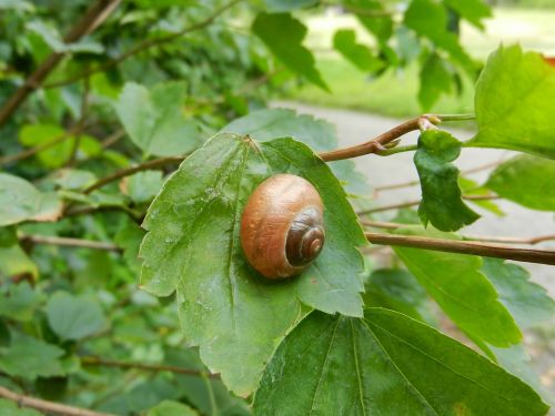 snail winniczek crawl
