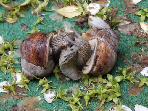 snail couple snail love game