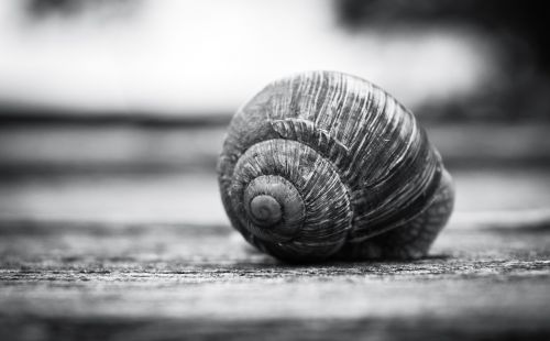 snail shell shell snail