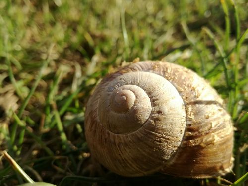 snail shell snail priroda
