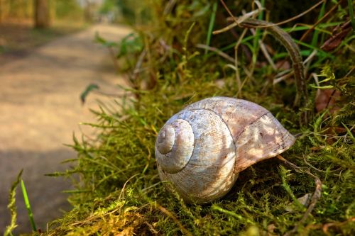 snail-shell snail shell