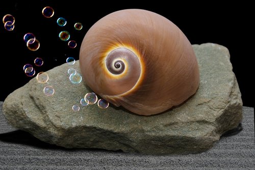 snail shell  snail  sand