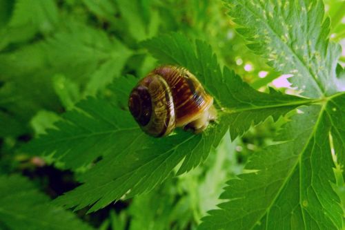 snail shell snail plant