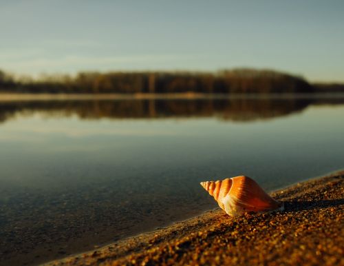 snail shell lakeside water