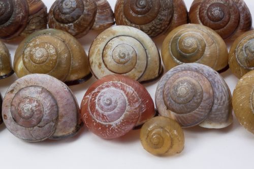 snail shells arianta arbustorum schalenweichtiere
