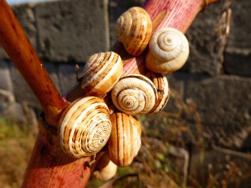 snail shells snails close