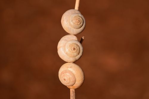 snail shells brown nature