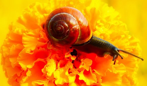 snail zaroślowy  molluscs  flower