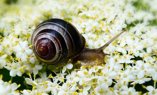 snail zaroślowy  molluscs  flowers