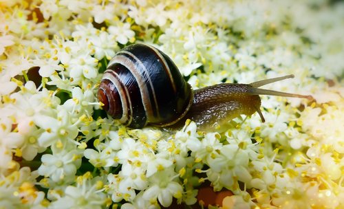 snail zaroślowy  molluscs  flowers