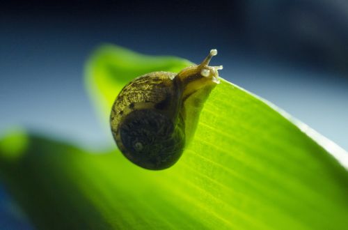 snails green natural