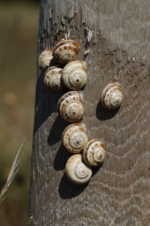 snails shell group