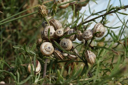 snails shell group