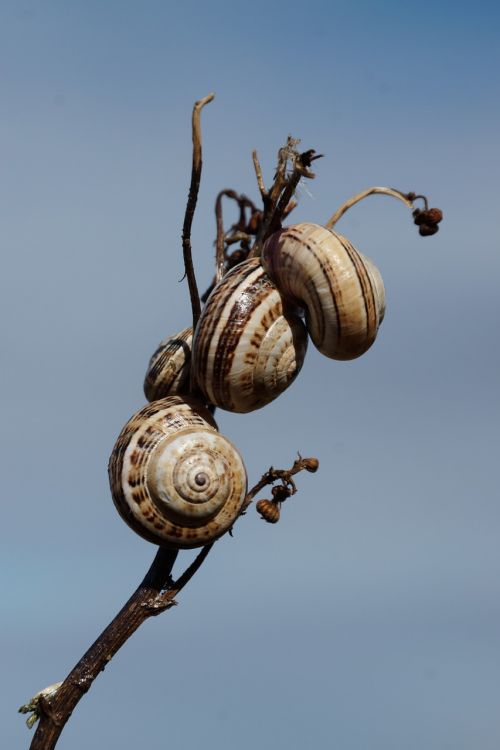 snails shell branch