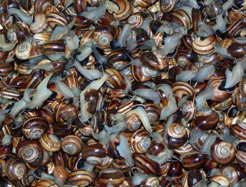 snails food gastropods
