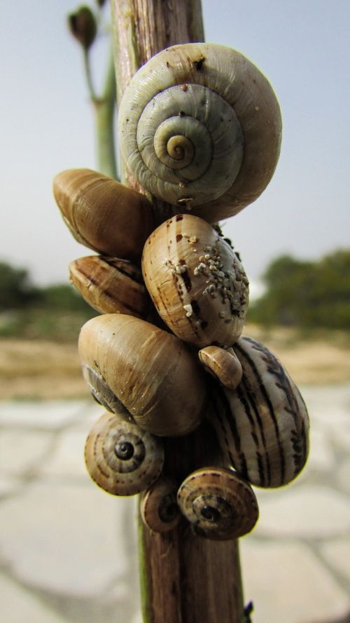 snails shells nature