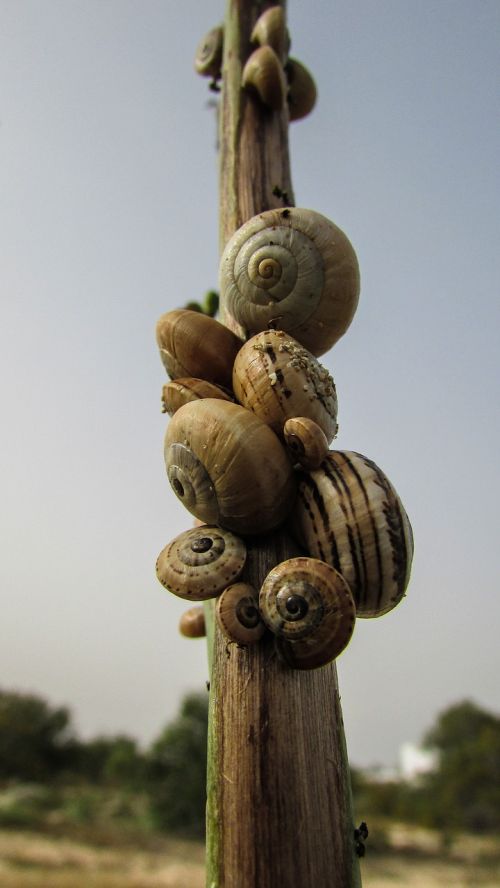 snails shells nature