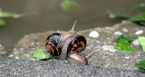 snails pair love