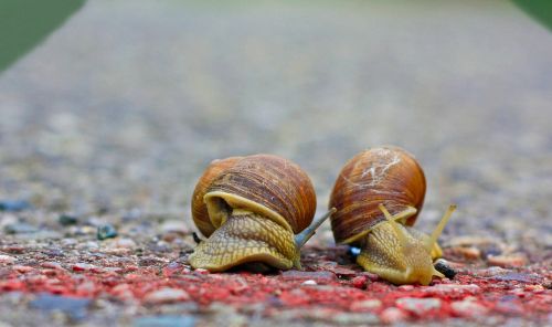 snails race run