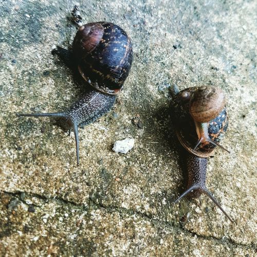 snails slugs garden