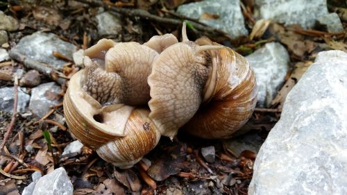 snails love mating