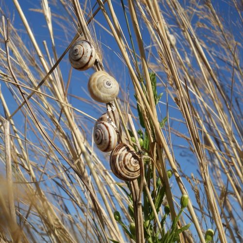 snails blades of grass close